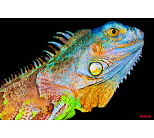 KOLMA Schreibunterlage Chameleon 50x34cm, 35.557.20